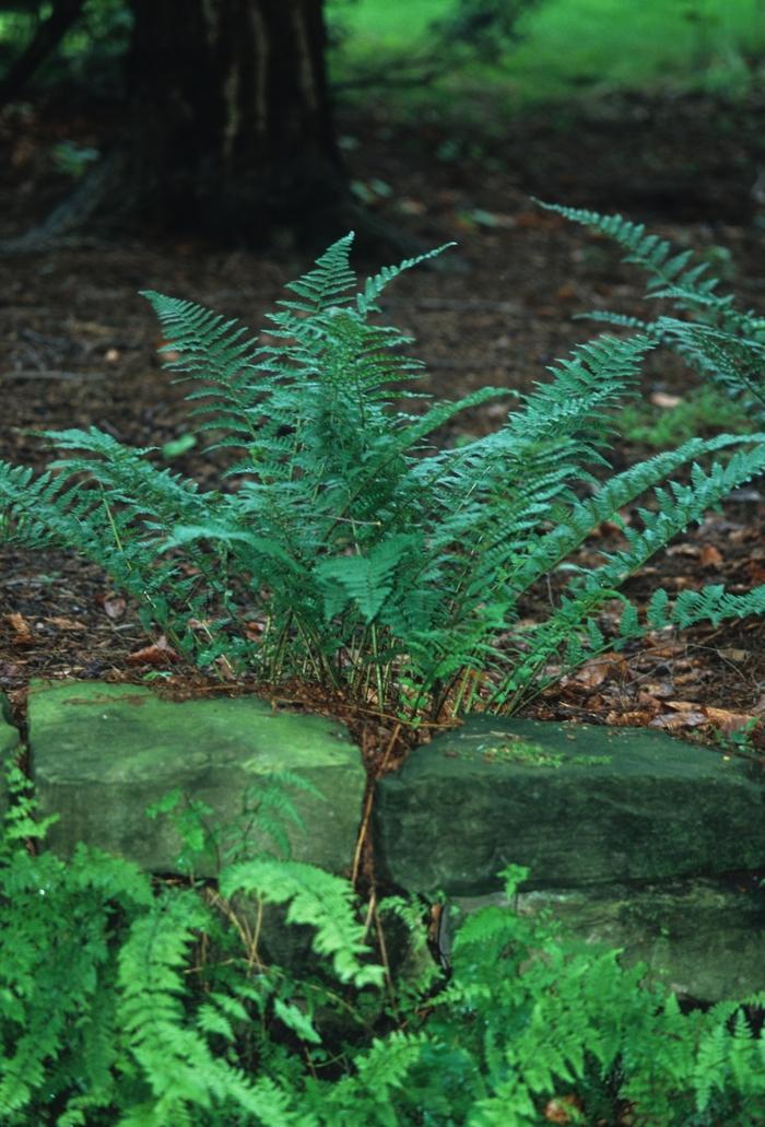 Dryopteris filix-mas Barnesii