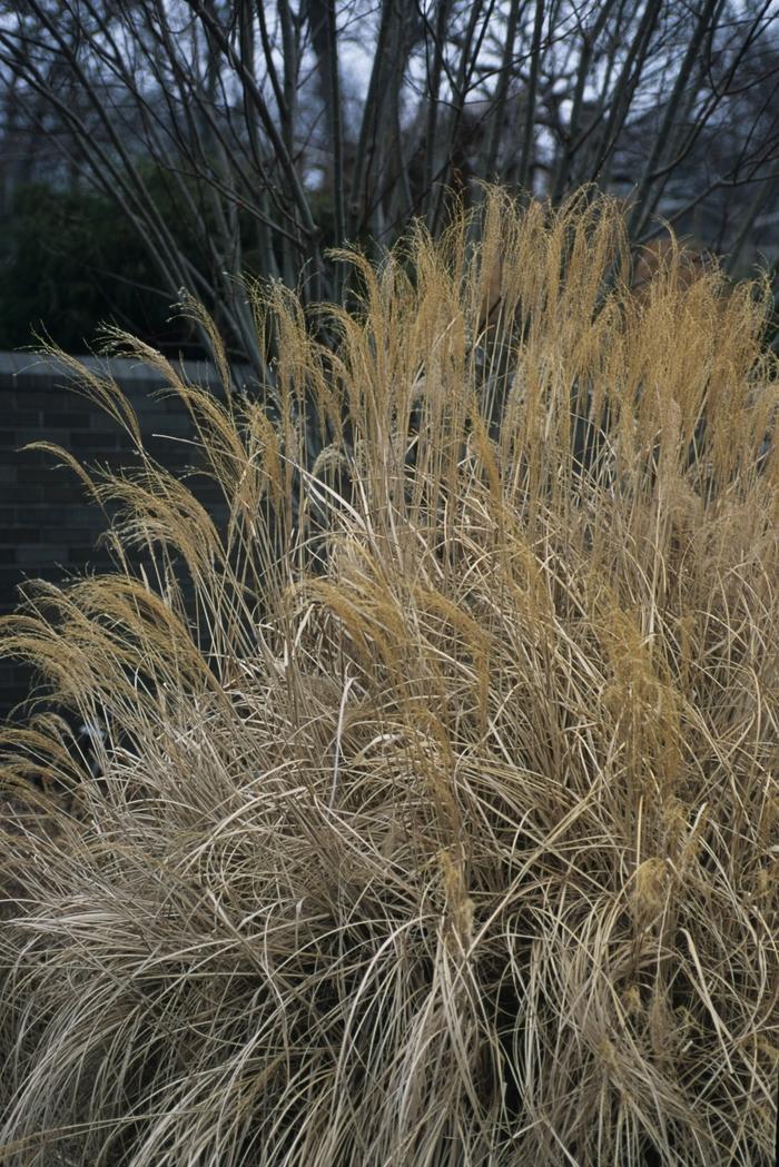 Miscanthus sinensis Adagio