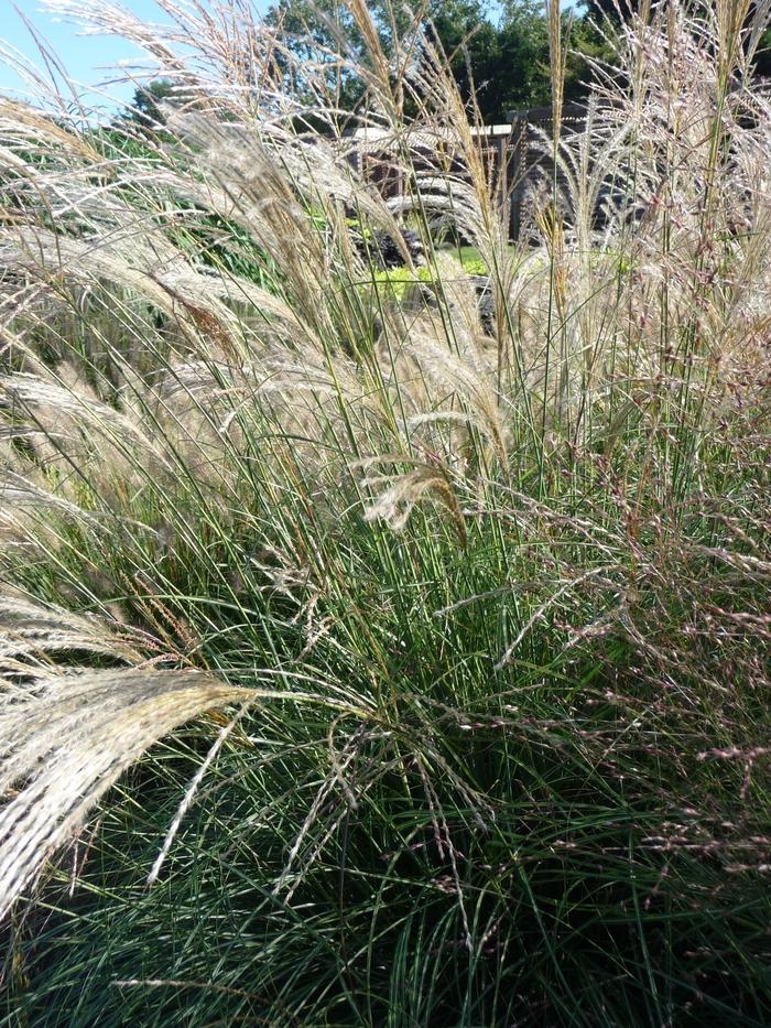 Miscanthus sinensis Gracillimus