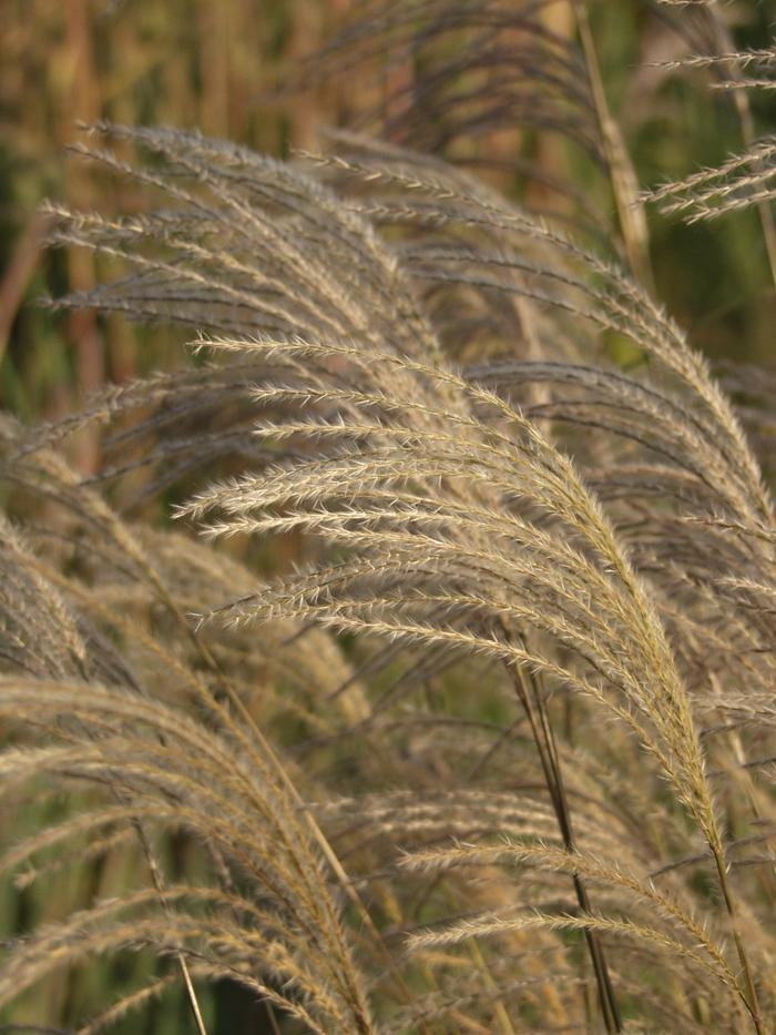 Miscanthus sinensis Graziella