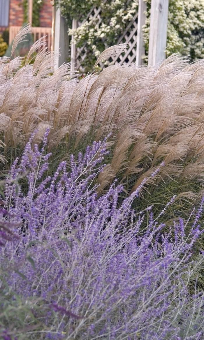 Miscanthus sinensis Huron Sunrise