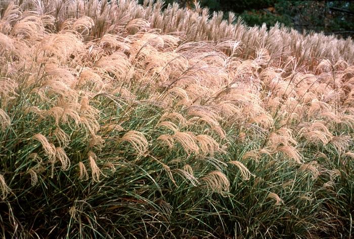 Miscanthus sinensis Little Zebra