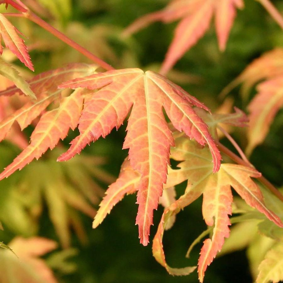 Acer palmatum Orange Dream