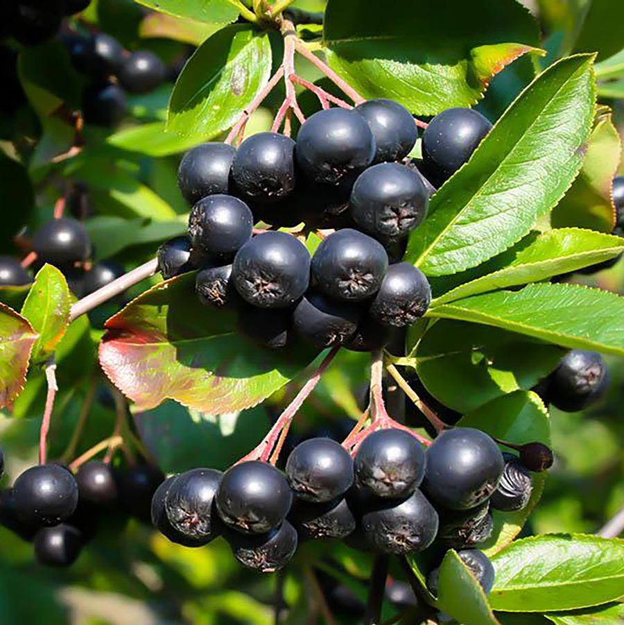 Aronia melanocarpa 