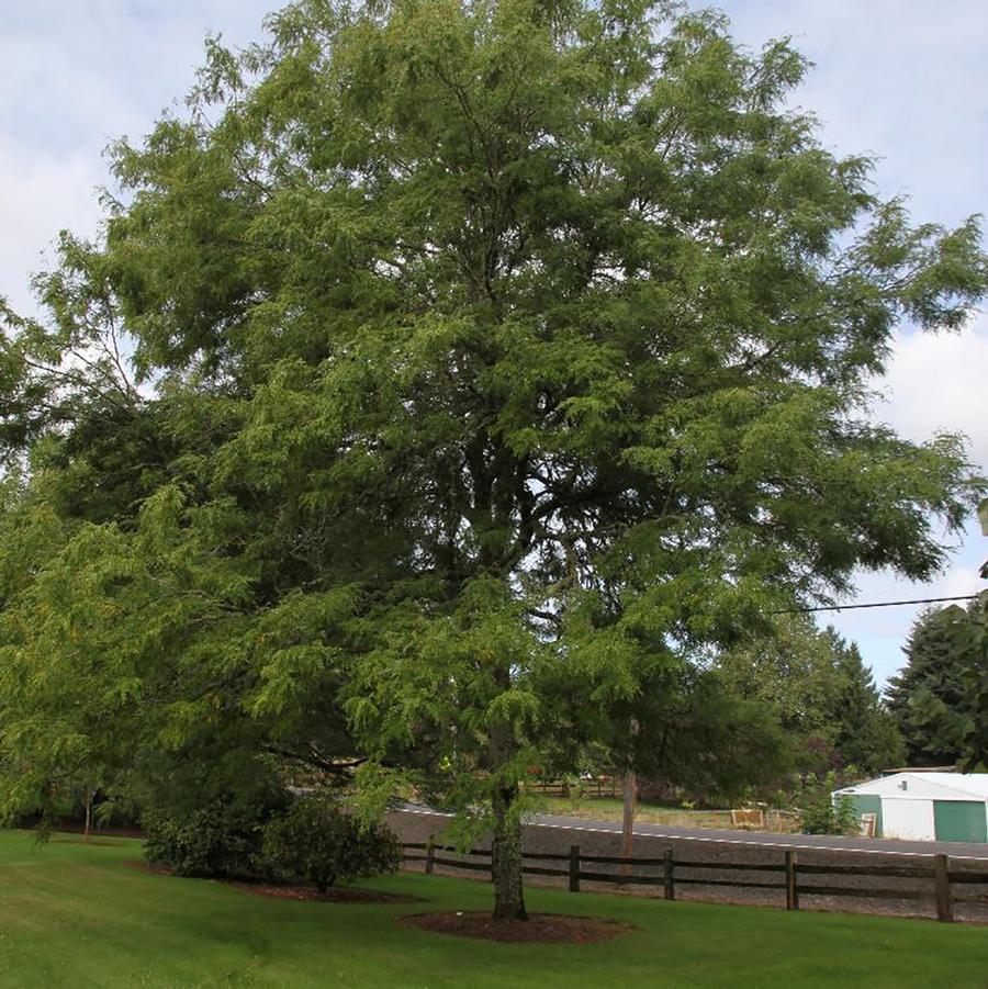 Gleditsia triacanthos var. inermis 