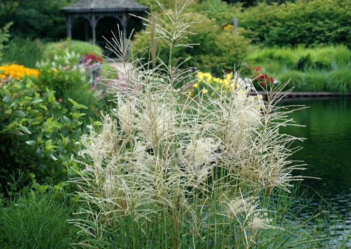 Miscanthus sinensis Nippon