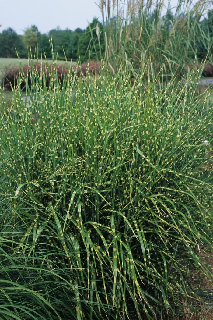 Miscanthus sinensis Strictus