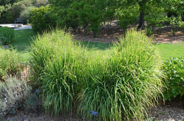 Miscanthus sinensis Zebrinus