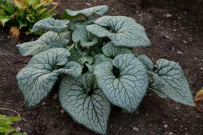 Brunnera macrophylla Queen of Hearts