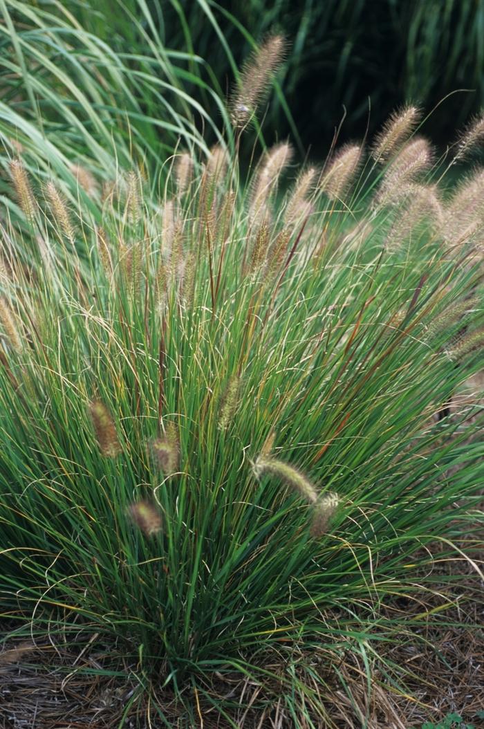 Pennisetum alopecuroides 