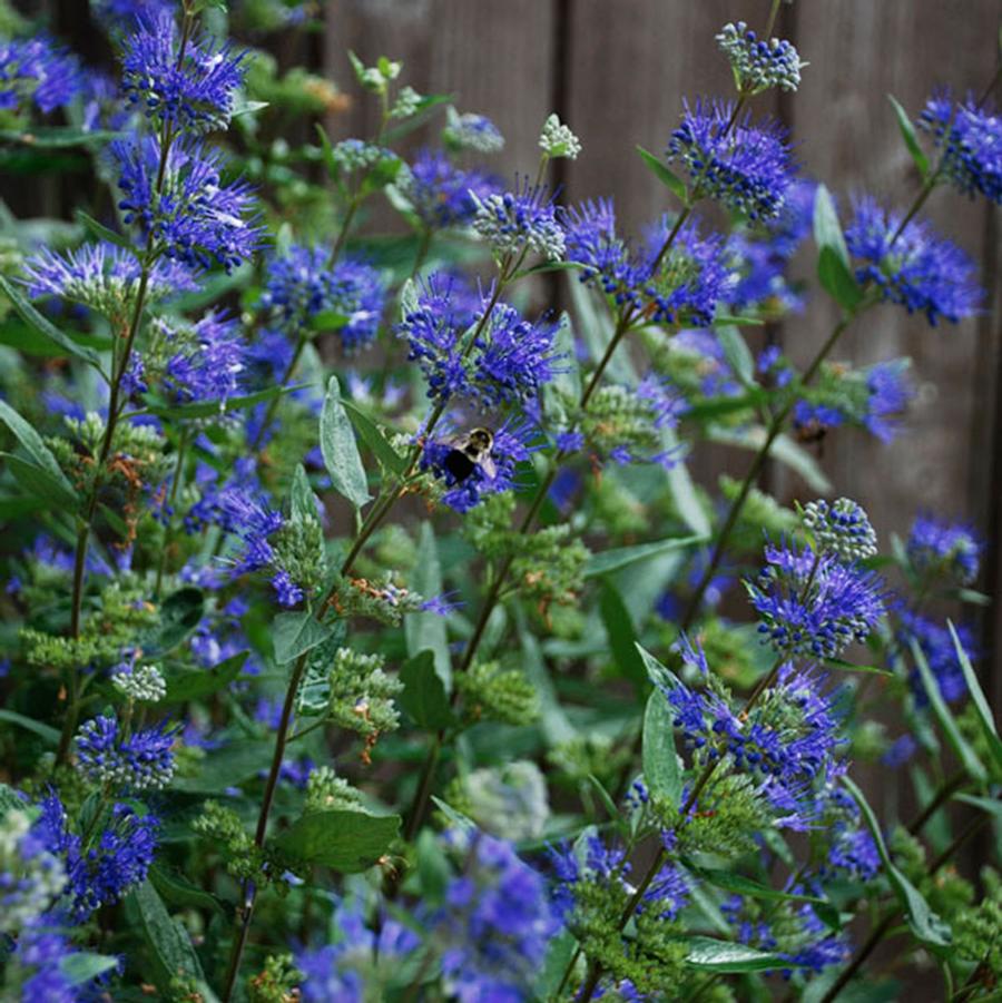 Caryopteris x clandonensis Dark Knight