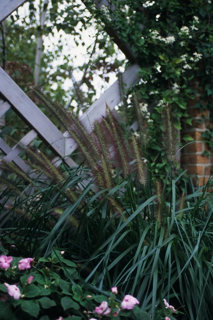 Pennisetum alopecuroides Moudry