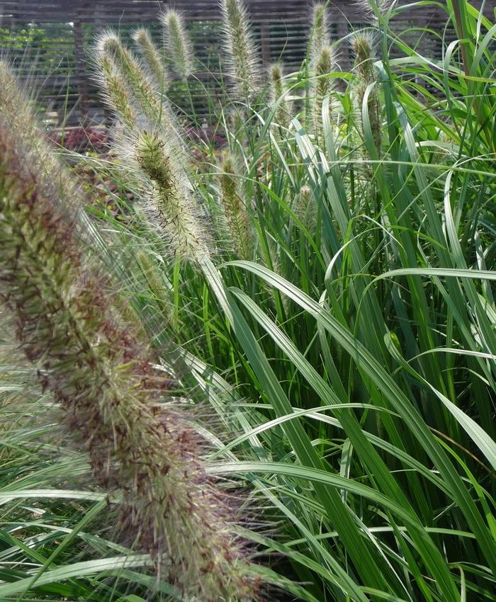 Pennisetum alopecuroides Red Head