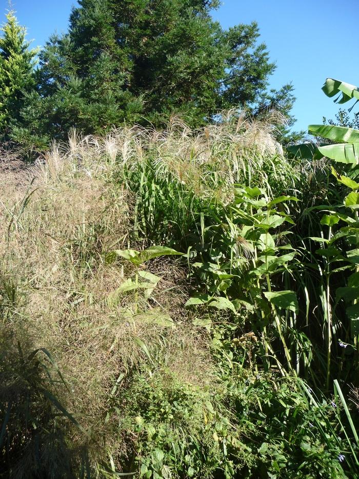 Miscanthus floridulus Giganteus