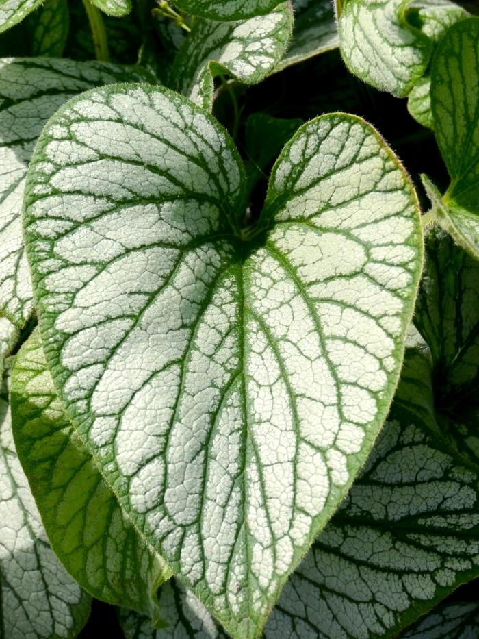 Brunnera macrophylla Silver Charm