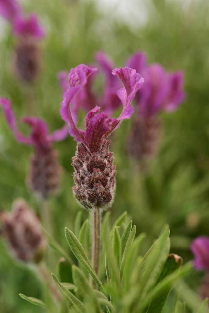 Lavandula stoechas Anouk Deep Rose