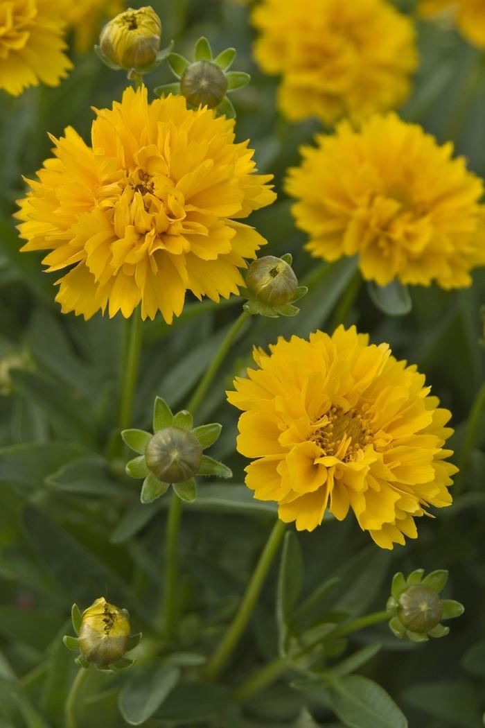 Coreopsis grandiflora Early Sunrise