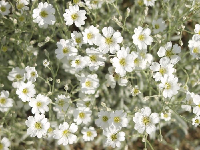 Cerastium tomentosum 