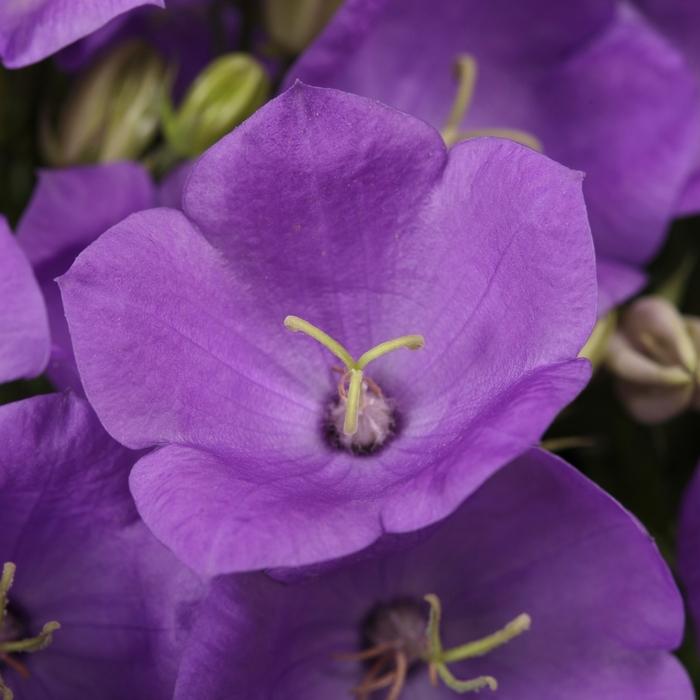 Campanula carpatica Rapido Blue