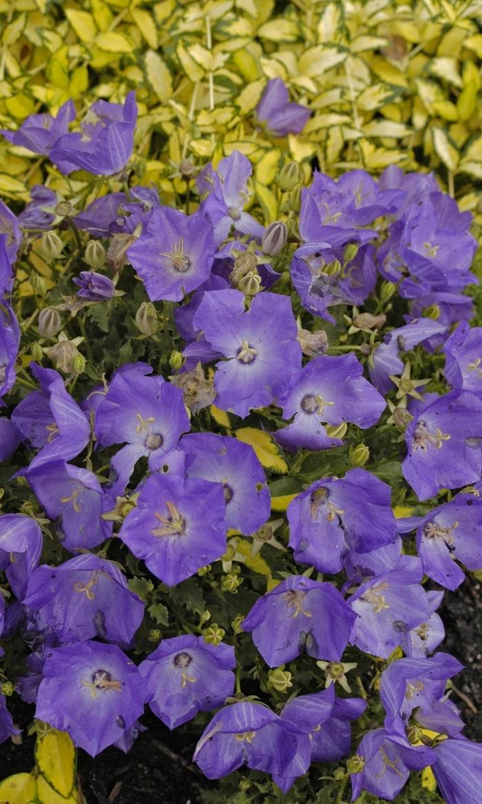 Campanula carpatica Pearl Deep Blue