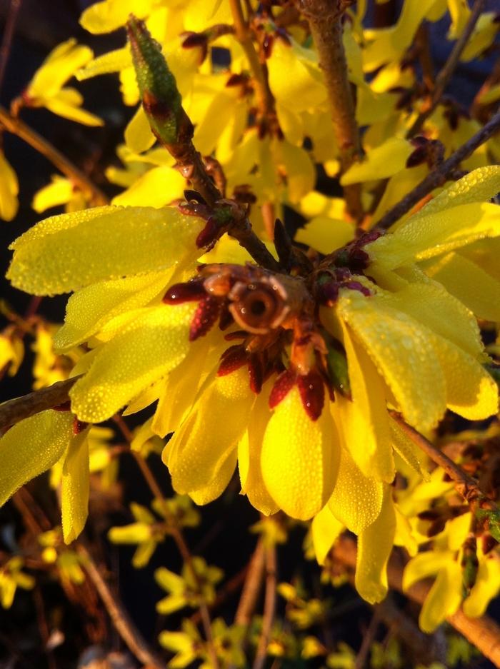 Forsythia ovata Northern Gold