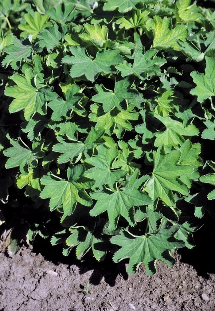 Alchemilla sericata Gold Strike