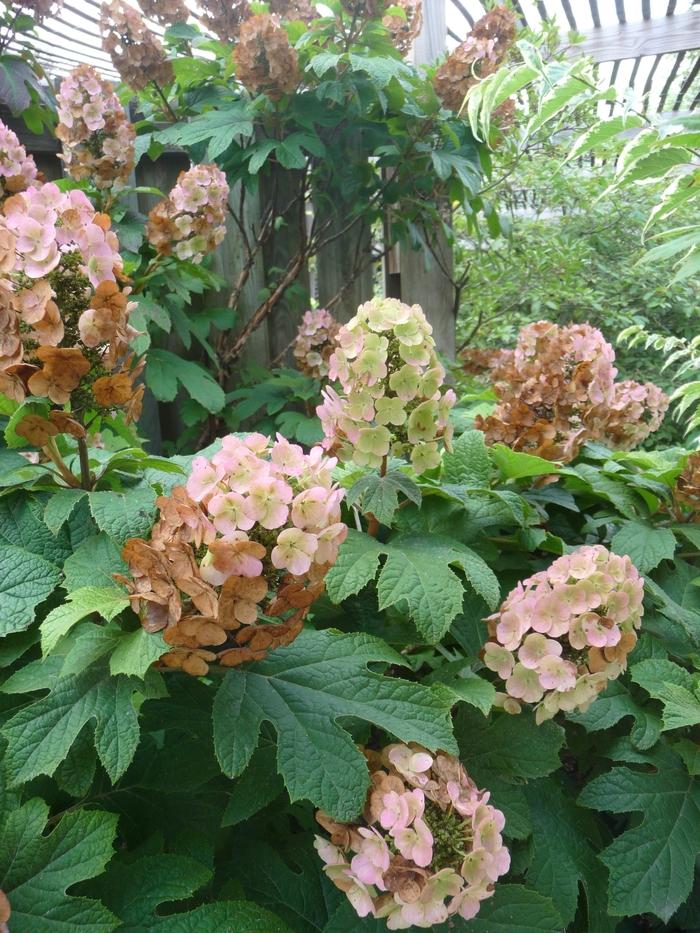 Hydrangea quercifolia Snow Queen