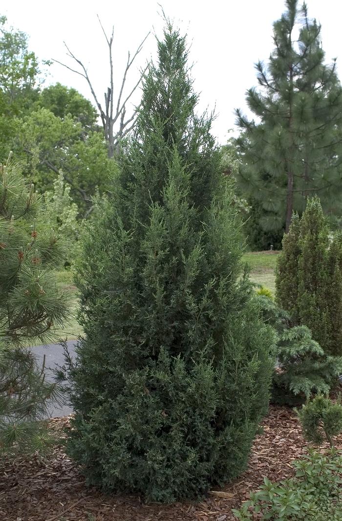 Juniperus chinensis Blue Point