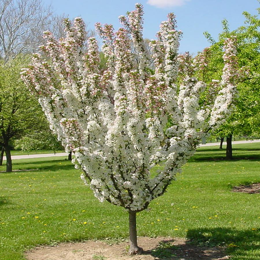 Malus Rinki