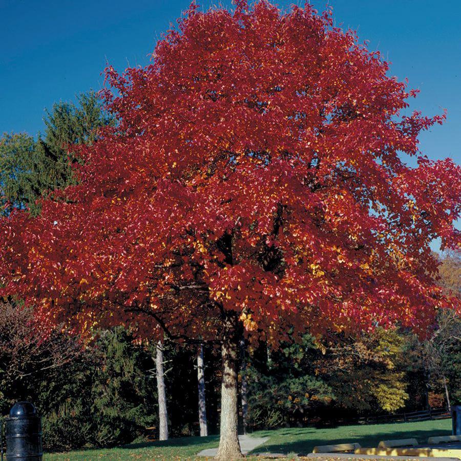 Nyssa sylvatica Wildfire