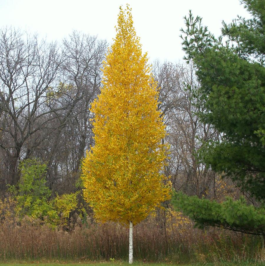 Betula platyphylla Parkland Pillar&reg;