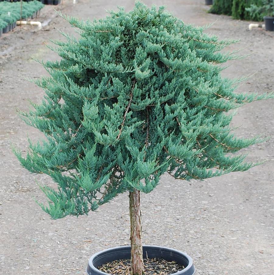 Juniperus horizontalis Blue Chip-Standard