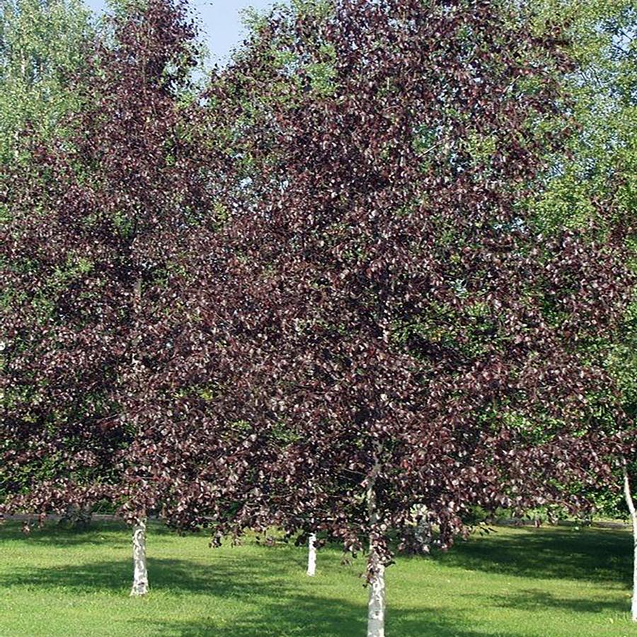 Betula Royal Frost&reg;