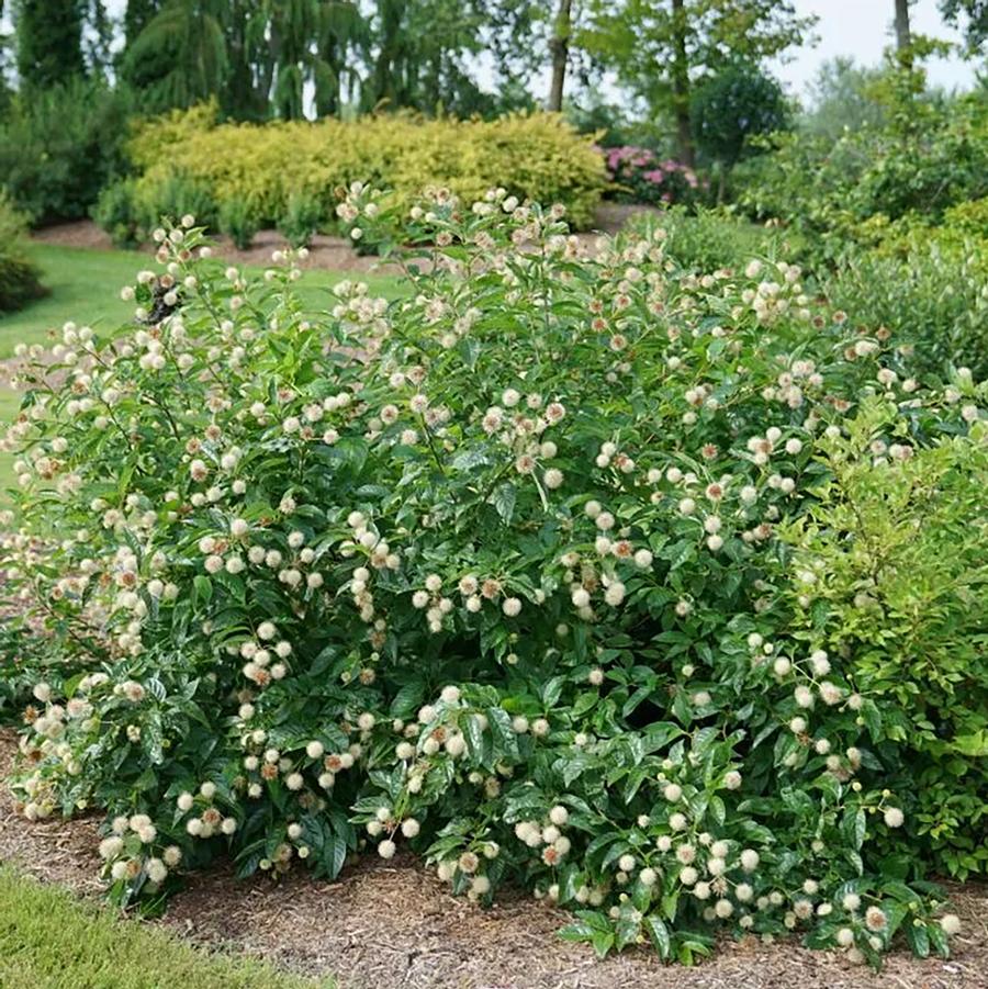 Cephalanthus occidentalis Sugar Shack&reg;