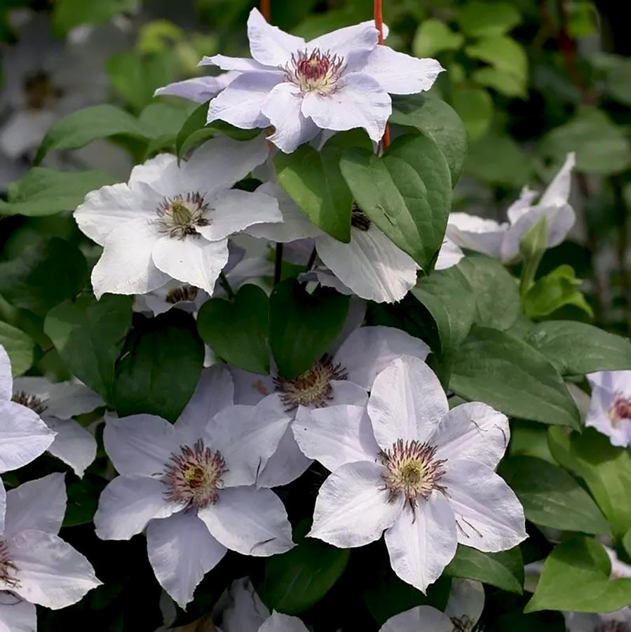 Clematis Still Waters&trade;