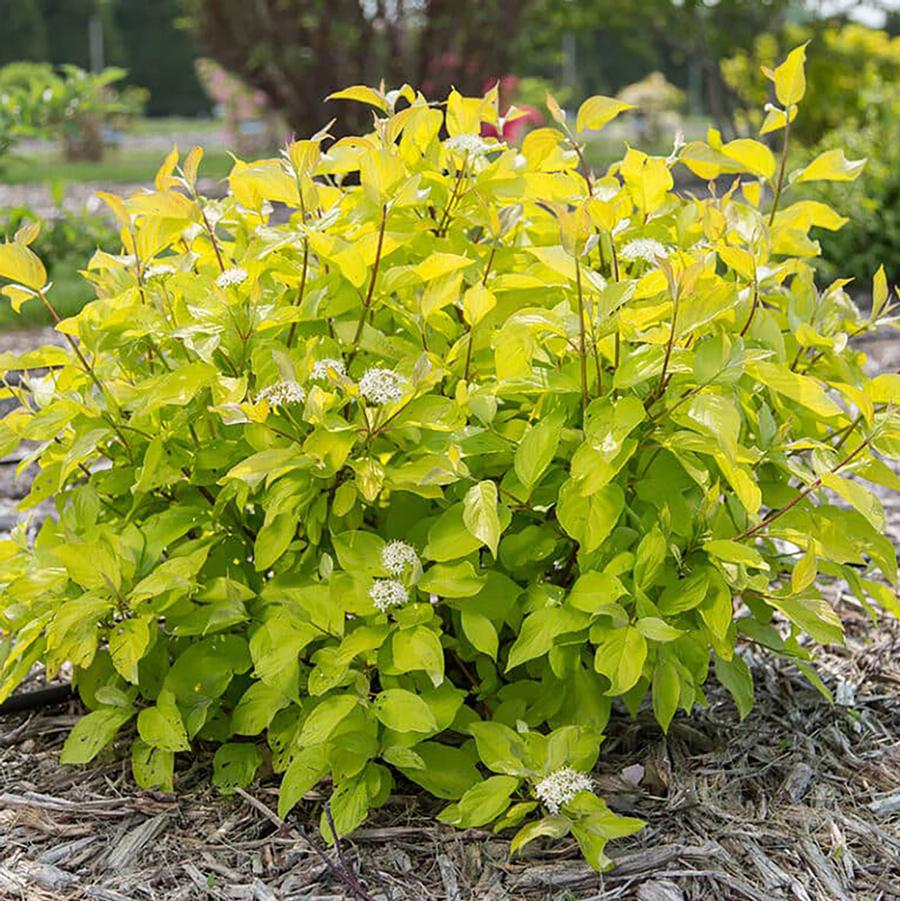 Cornus alba Neon Burst&trade;
