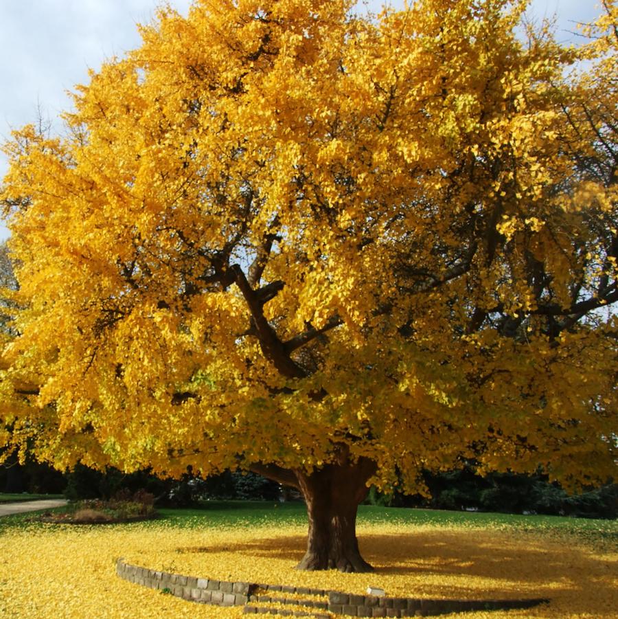 Ginkgo biloba Autumn Gold