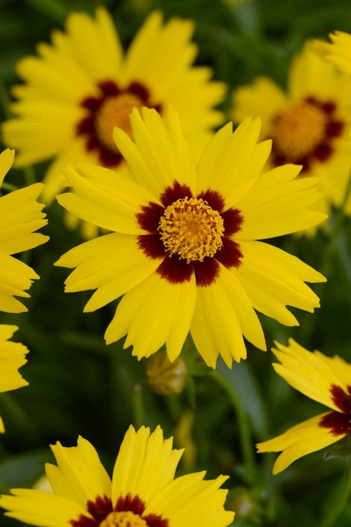 Coreopsis grandiflora SunKiss