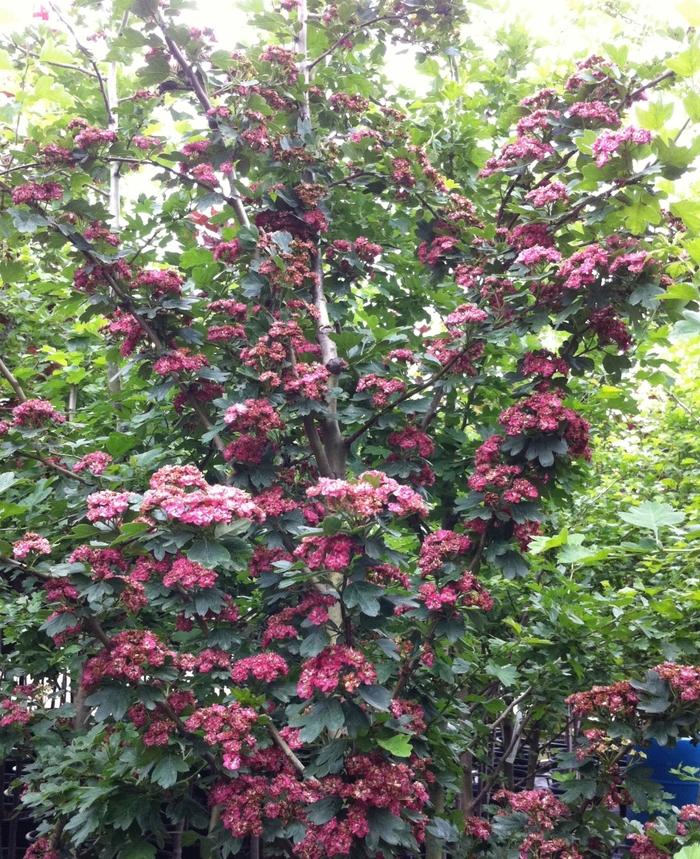 Crataegus laevigata Paul's Scarlet