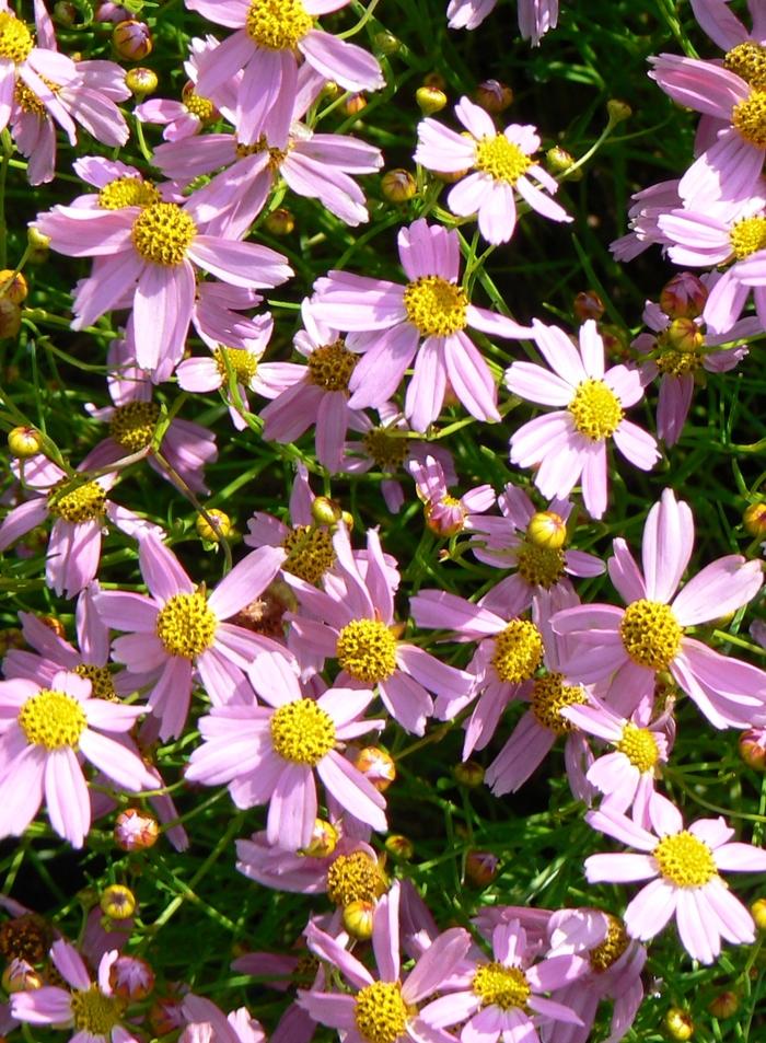 Coreopsis rosea American Dream