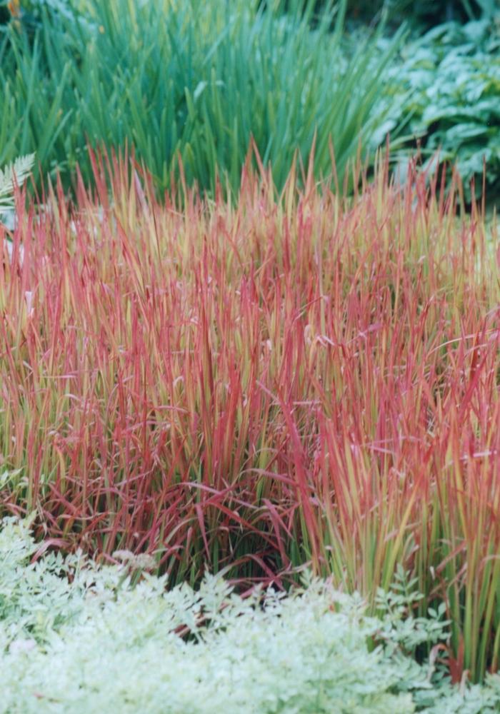 Imperata cylindrica Red Baron