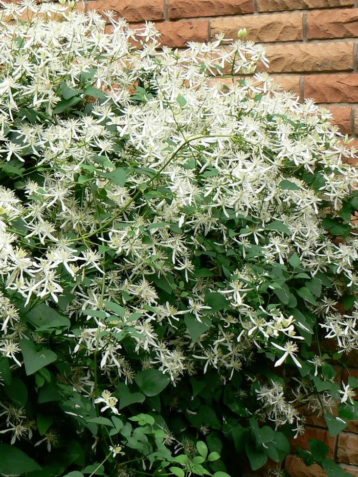 Clematis paniculata 