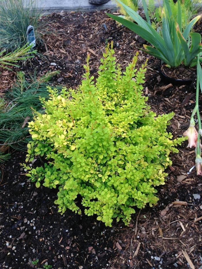 Berberis thunbergii Aurea Nana