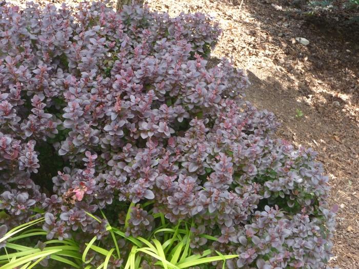 Berberis thunbergii Concorde