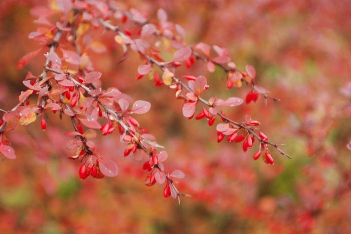 Berberis thunbergii Rose Glow