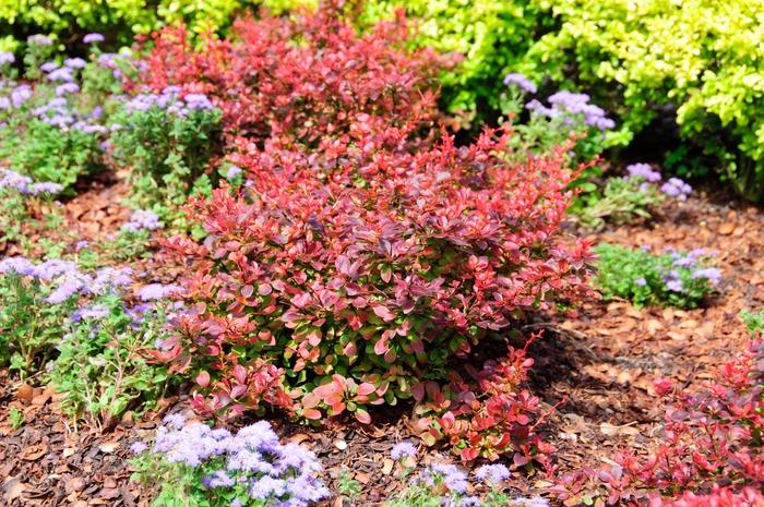 Berberis thunbergii Royal Burgundy®