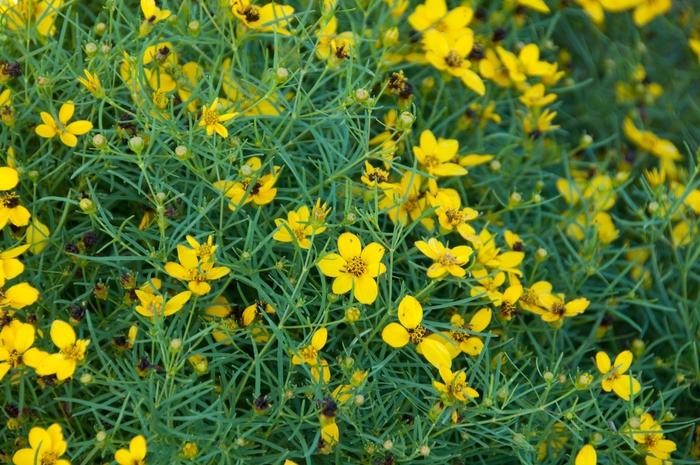 Coreopsis verticillata Sylvester