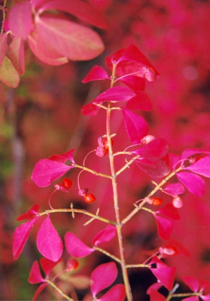 Euonymus alatus Compactus