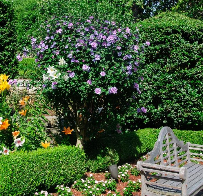 Hibiscus syriacus Ardens