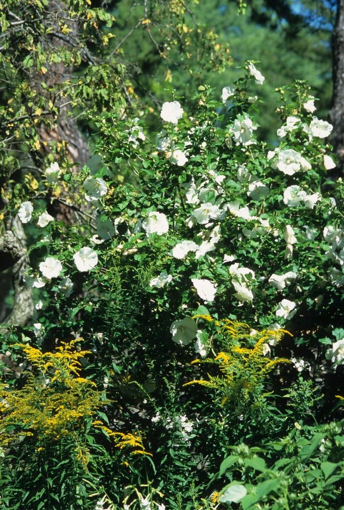 Hibiscus syriacus Diana